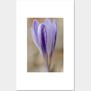 Crocus cancellatus subspecies cancellatus  Autumn flowering crocus Posters and Art